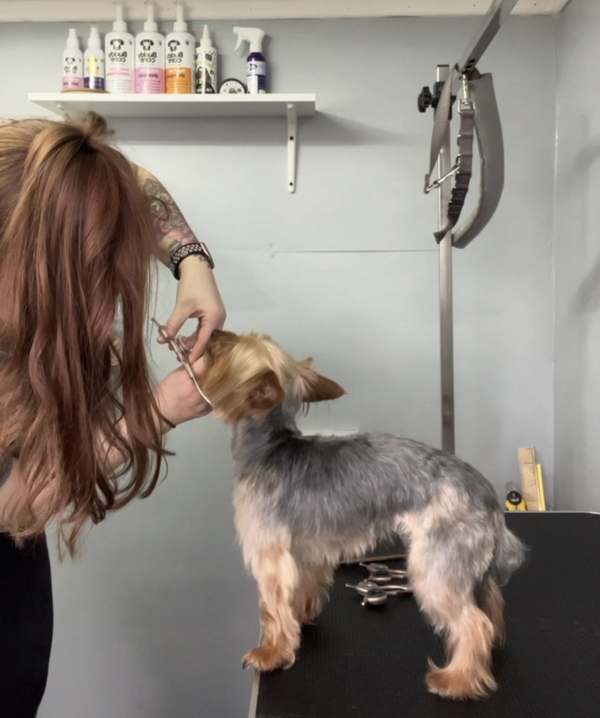 Puppy being groomed